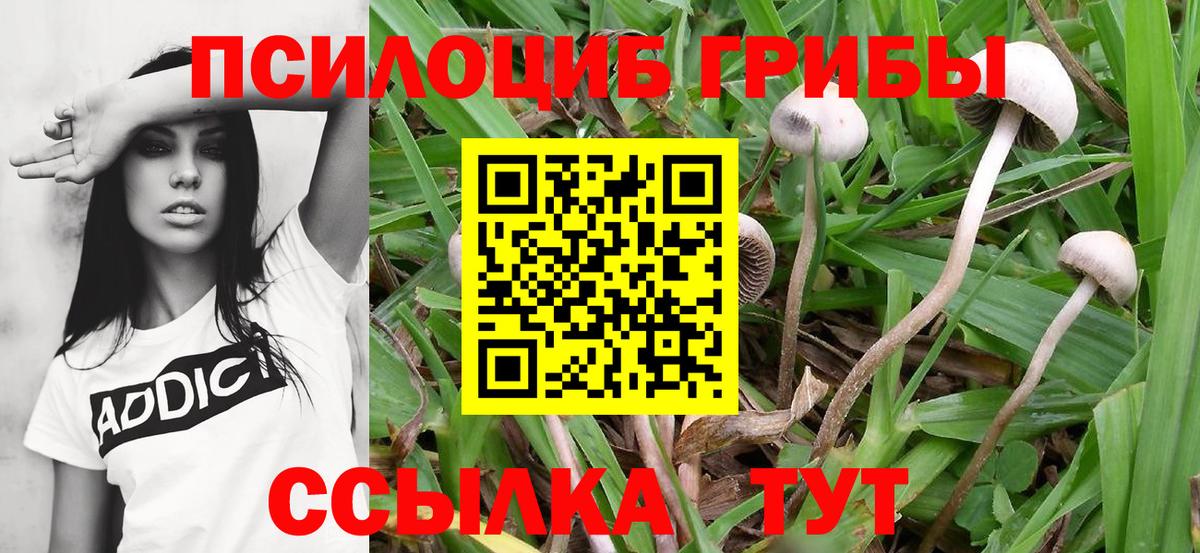 Саров  Псилоцибиновые грибы Cubensis  Вход с VPN 